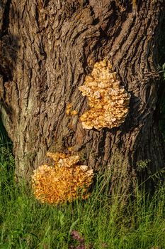 Sulphur shelf fungus on the oak tree