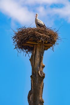 Stork in the nest on a pole