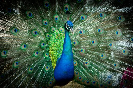 Portrait of a beautiful Indian male peacock bird showing his colorful feather tail. Stock image on a black background.