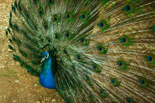 Close up of a beautiful Indian male peacock bird showing his colorful feather tail. Stock image.