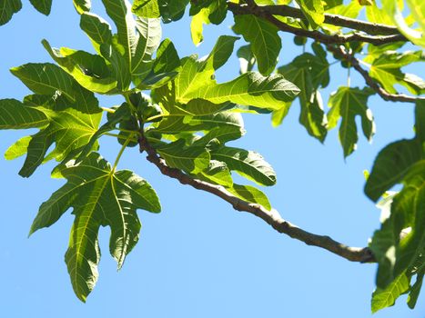 Fig tree in front of blue sky