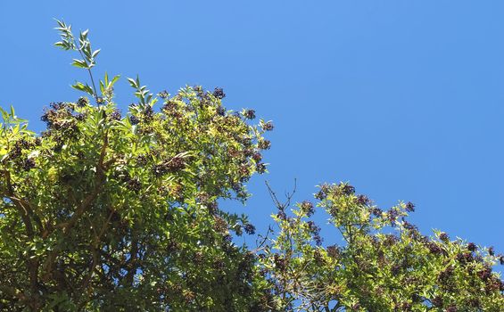 elder bush with elders in front of blue sky