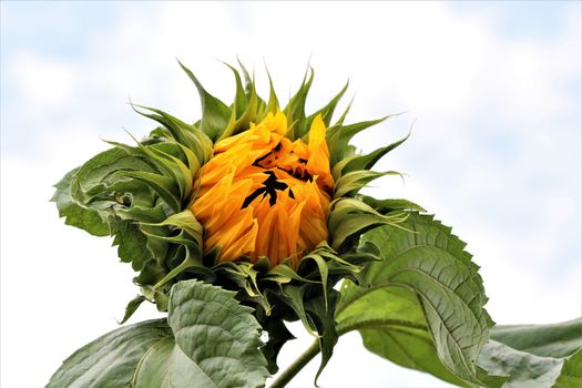 Just opening sunflower with green leaves against a cloudy sky