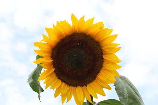 Sunflower with green leaves against a light background