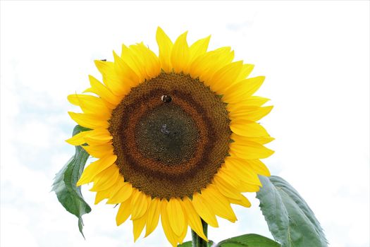 Sunflower with green leaves against a light background