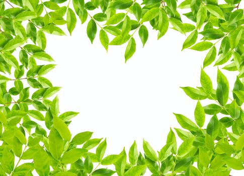 Green leaves in heart shape on white background, environment concept.