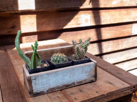 cactus in wooden pots placed on the wooden table