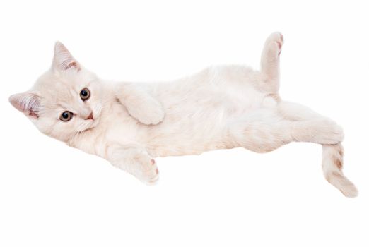 a small British Shorthair kitten is lying on a white background