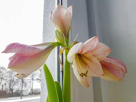 Flowers on a windowsill in winter in Bremerhaven.