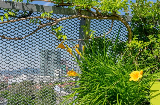 Detail of hummingbird vine (Campsis radicans) growing on handrail and yellow daylily (Hemerocallis sp.) on terrace in Vienna - with skyscrapers in background.