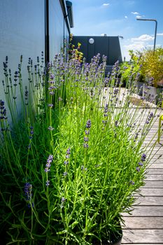 Lavender bush in a planter on a roof terrace with wooden deck and outdoor shower