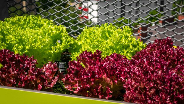 Urban gardening - Lollo bionda and Lollo rosso lettuce in stylish planters on a terrace in Vienna (Austria)