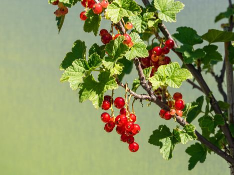 Ripe red currants in front of silver sunscreen - ready to collect on a terrace in Vienna