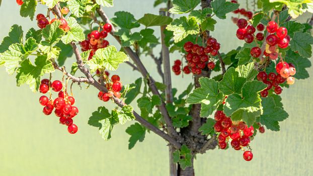 Ripe red currants in front of silver sunscreen - ready to collect on a terrace in Vienna