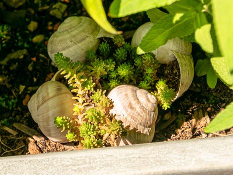 Stone crop growing in collected snail shells of Helix pomatia