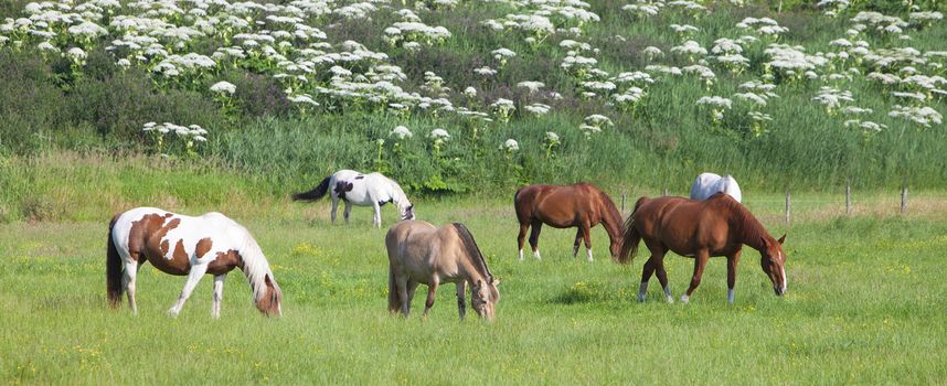 brown and white horses graze in grassy summer meadow in the netherlands