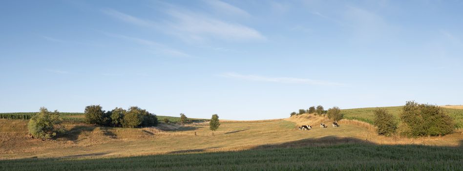 spotted cows in rural landscape of nord pas de calais in france under blue sky in summer