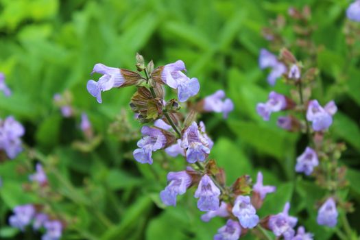 The picture shows a field of meadow sage