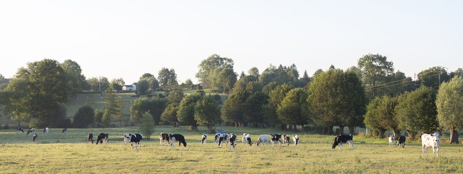 cows in the north of france near saint-quentin and valenciennes under blue sky in summer