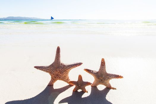 Close up shot of three starfish on sandy beach, family vacation concept