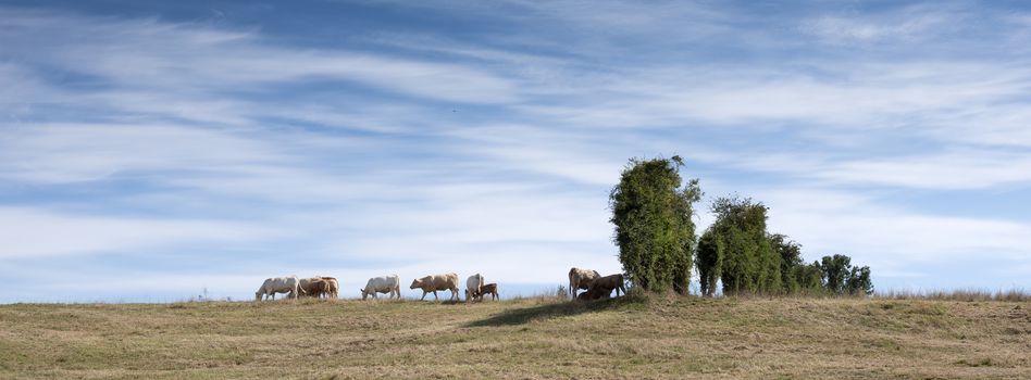 cows in rural landscape of nord pas de calais in france under blue sky in summer