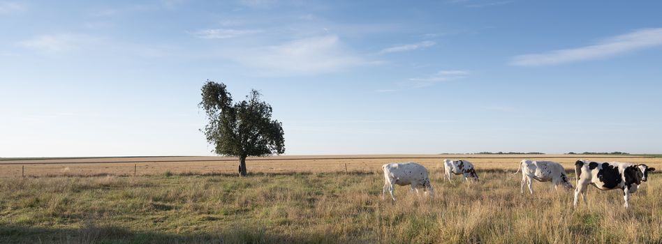 spotted cows in rural landscape of nord pas de calais in france under blue sky in summer