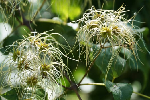 blooming clematis vitalba in the park close-up