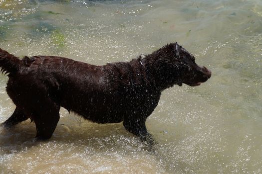 big brown dog playing in the water close up