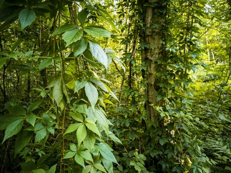 Climbing plants hang down from birch trees in the forest of Leherheide, Bremerhaven.