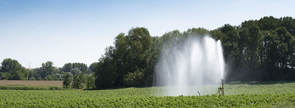 irrigation of crop on field in the north of france in summer under blue sky