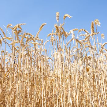 closeup of grain ready for harvest and blue sky
