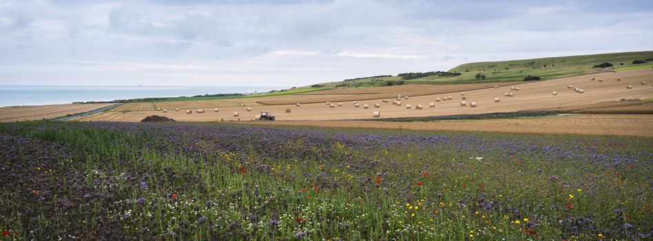 summer landscape with flowers and straw bales in french normany under cloudy sky