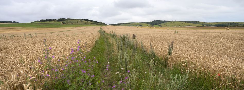 summer landscape with flowers and cornfields in french normany under cloudy sky