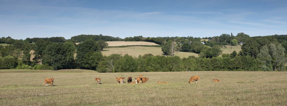 cows in the north of france near saint-quentin and valenciennes under blue sky in summer