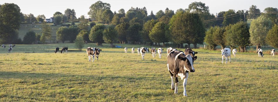 cows in the north of france near saint-quentin and valenciennes under blue sky in summer