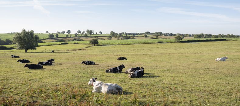 cows in the north of france near saint-quentin and valenciennes under blue sky in summer