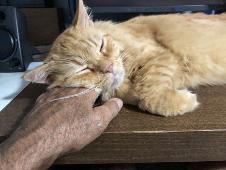 

The cat fell asleep, resting its head on the owner's hand, sometimes wakes up and listens
