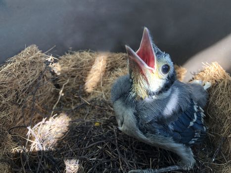 A blue jay chick, seeing its parents, opens its beak wide awaiting feeding