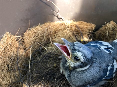 A blue jay chick, seeing its parents, opens its beak wide awaiting feeding