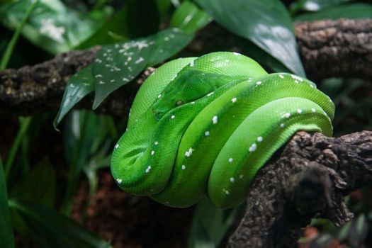 Green tree python (Morelia viridis) resting on tree branch