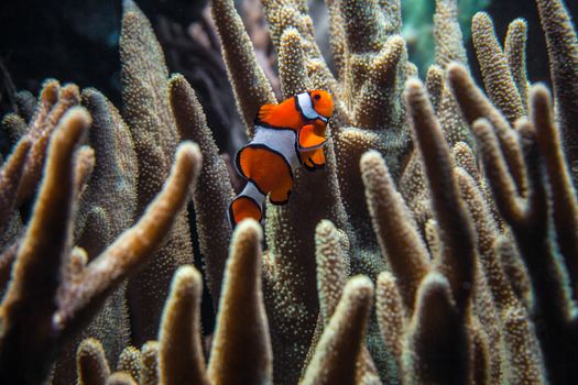 Clownfish (Amphiprion ocellaris) swimming between dark corals in zoo aquarium