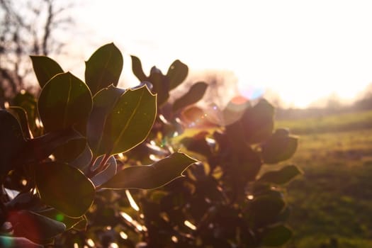 Thick green tree leaves backlight by sun with blurred grass in background