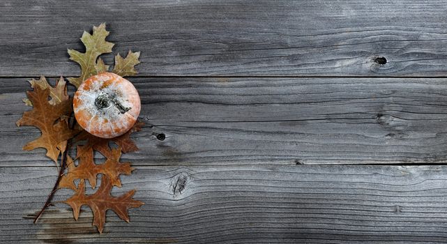 Single seasonal autumn pumpkin with oak leave branch on weathered wood for Thanksgiving or Halloween holiday concept