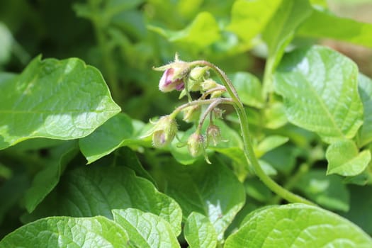 The picture shows many potato plants in the garden