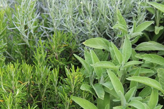 The picture shows healthy sage in the garden