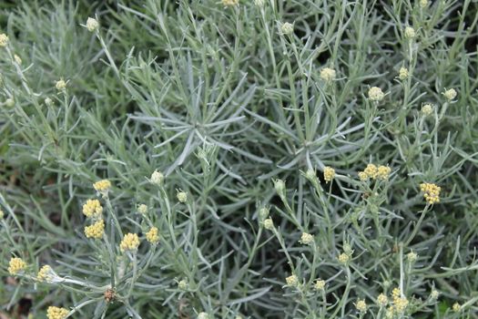 The picture shows curry plant in the garden