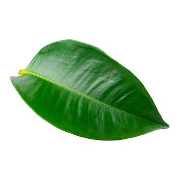 Mangosteen leaves isolated over a white background.