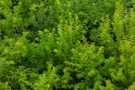 top of summer green ash-tree forest solid foliage pattern background at daylight