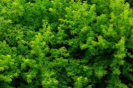 top of summer green ash-tree forest solid foliage pattern background at daylight