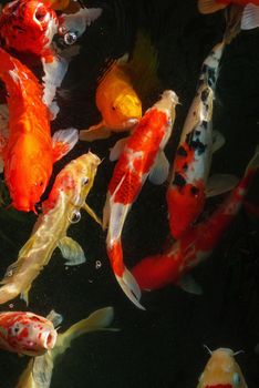 Koi, Fancy Carp are swimming in above water surface.
